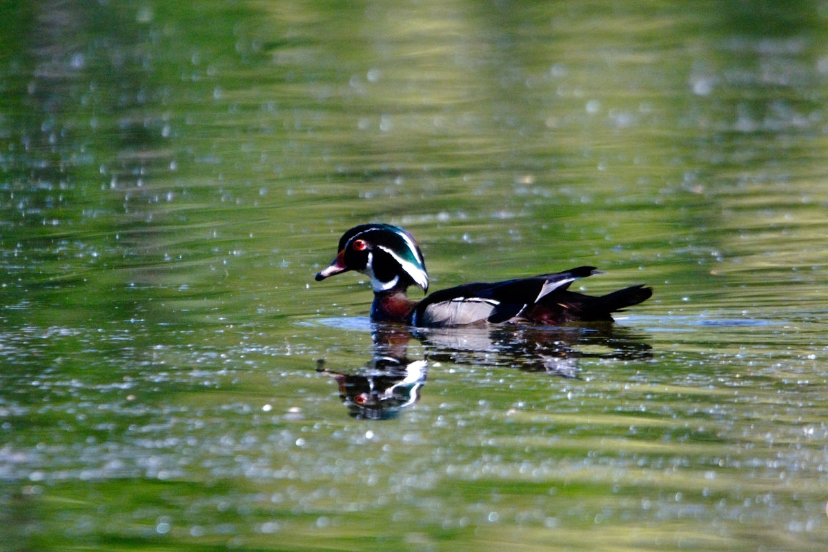 a duck floating on top of a body of water